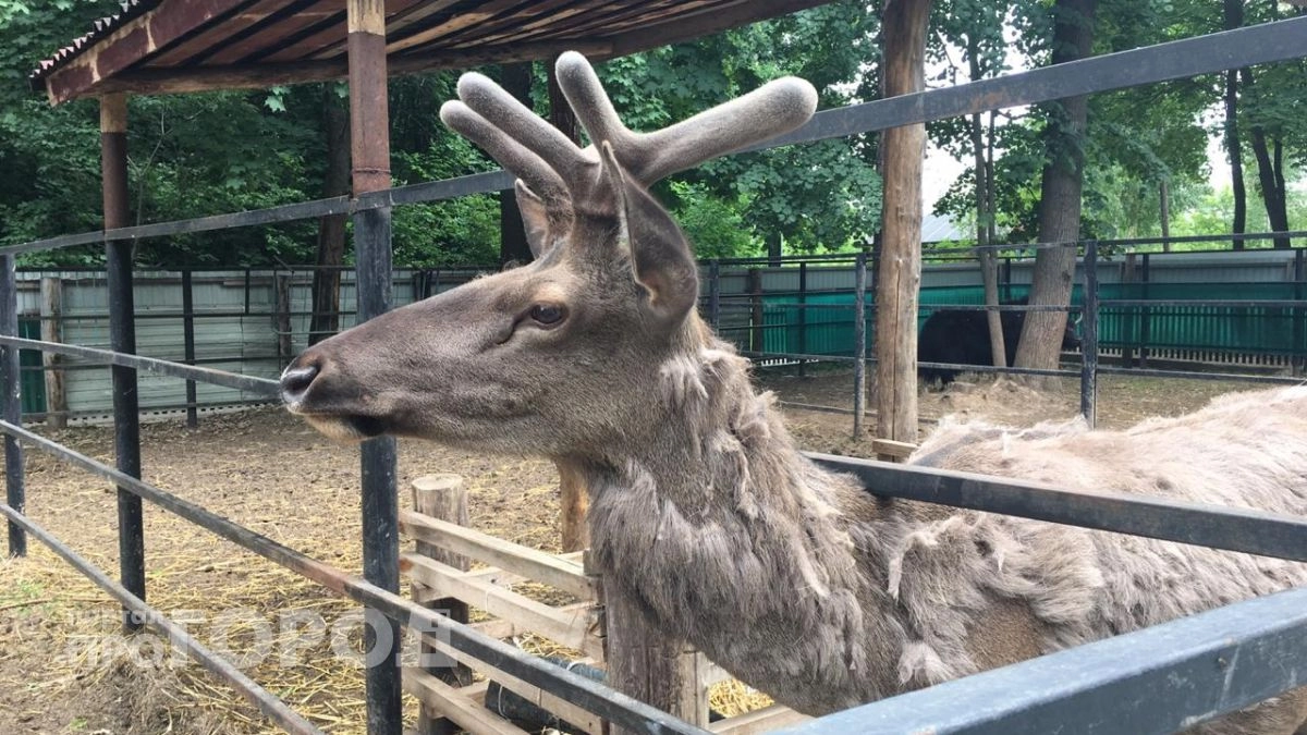 Не сигналить и не объезжать — в Марий Эл напомнили, как спастись при встрече с лосем
