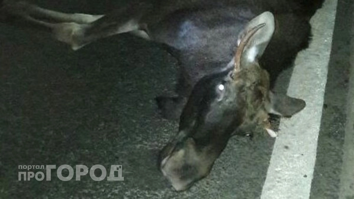 В Марий Эл автомобиль насмерть сбил лося, который внезапно выбежал на дорогу: один человек в больнице