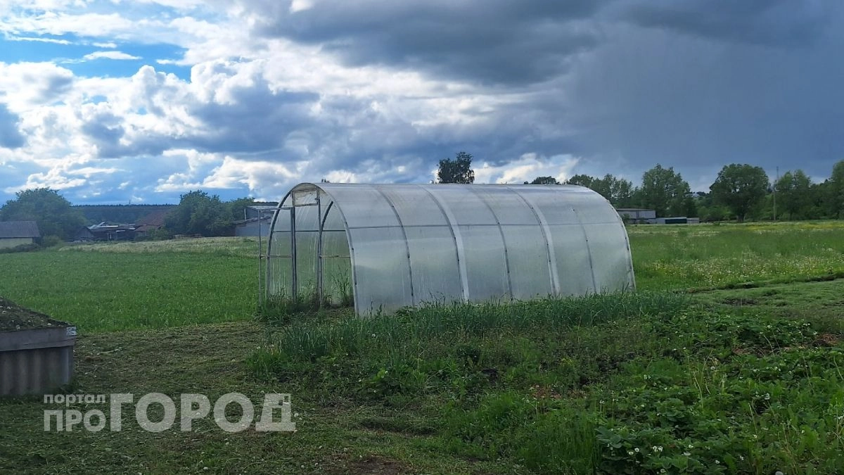 В теплице жителя Новоторъяльского района нашли особые растения: светит 3 года колонии
