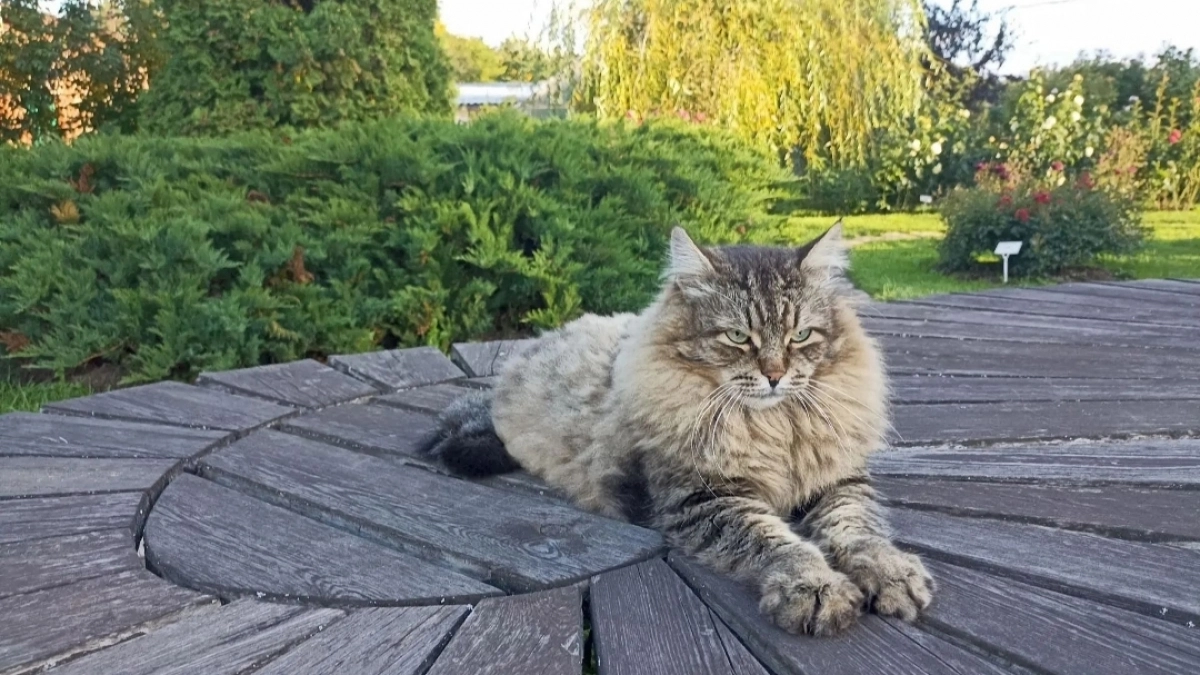 В Ботаническом саду Йошкар-Олы коты круглосуточно охраняют редкие коллекции растений