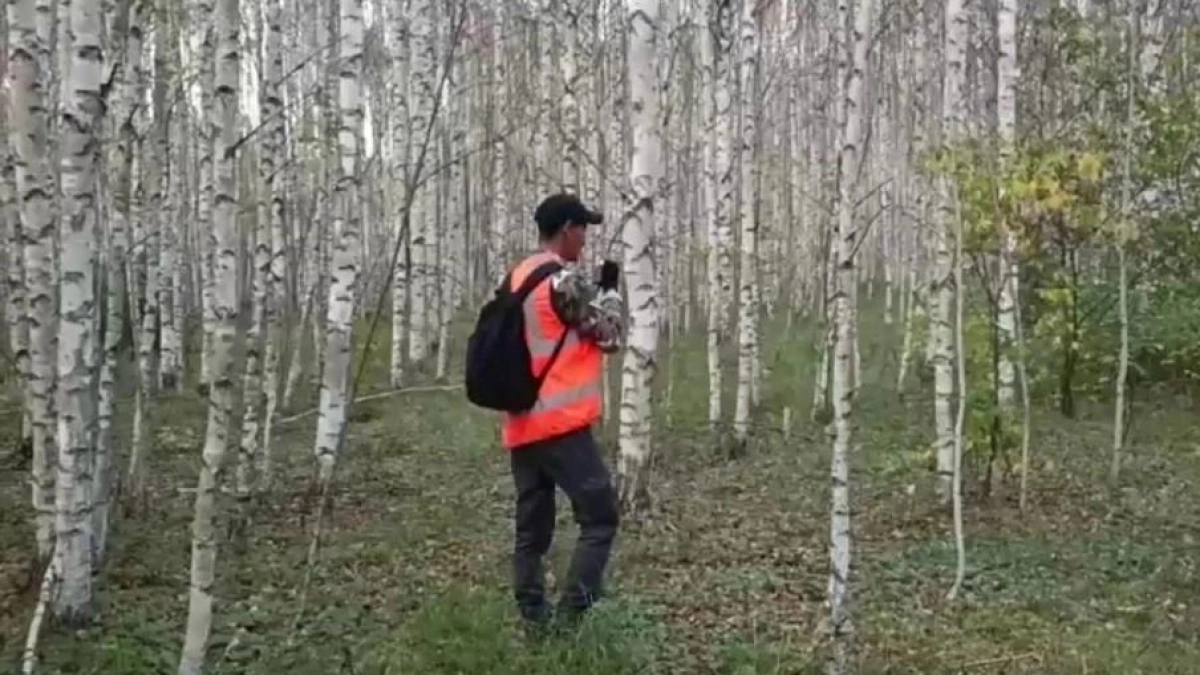 В Килемарском округе в лесу пропал десятилетний ребенок