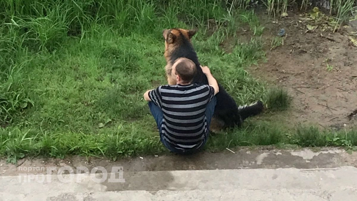 Жителям Марий Эл могут бесплатно выдать собаку-поводыря