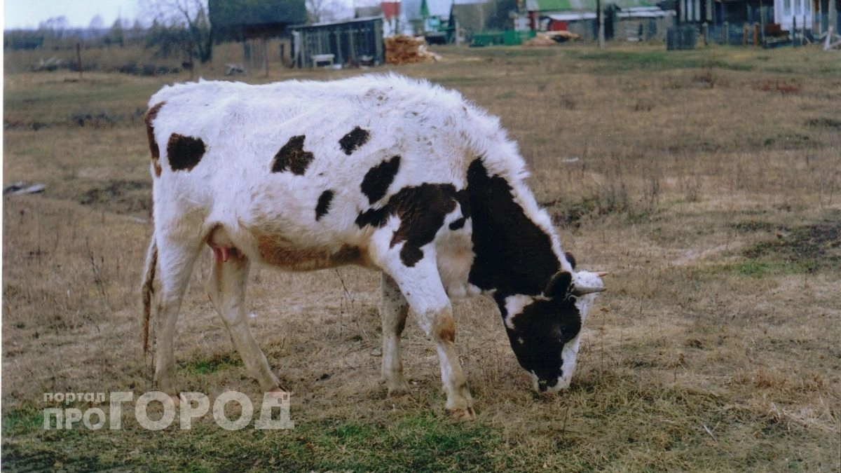 В Марий Эл вскрыли подделку документов при перевозке скота