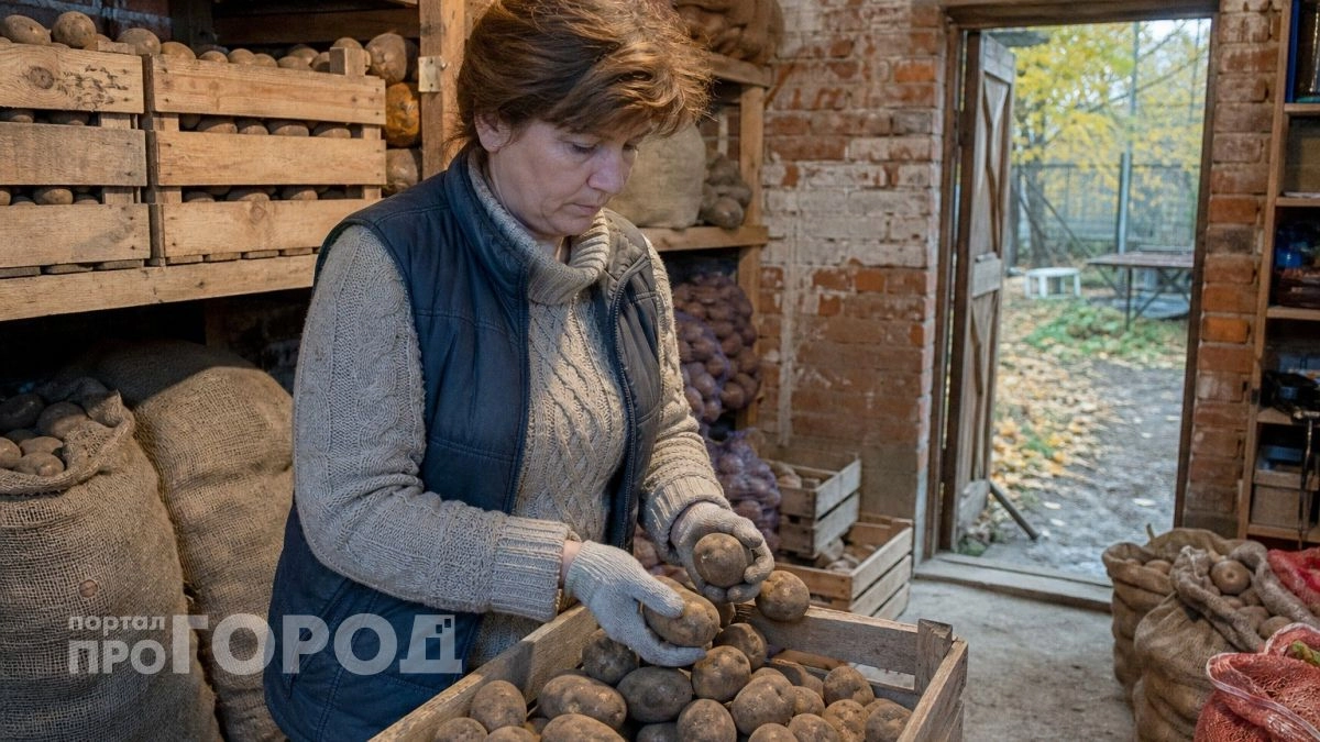 Кладу одну веточку в ящик - картошка не прорастает до весны даже в самом сыром погребе