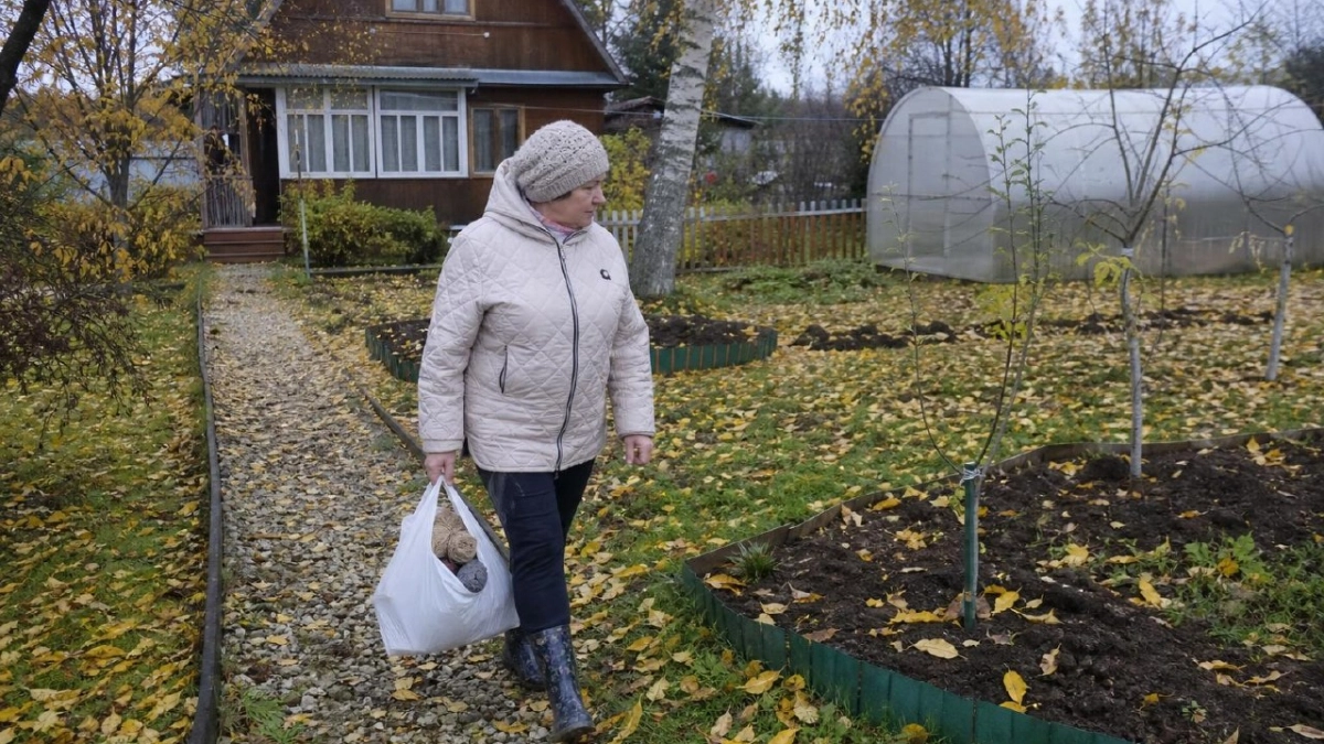 Старые колготки не выкидываю, а в ноябре пакетами тащу на дачу: на яблонях больше никаких мышиных погрызов