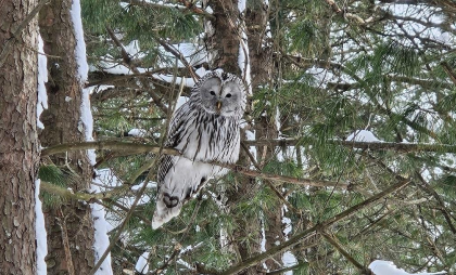 Хищные совы с размахом крыльев 1,2 метра вернулись в Йошкар-Олу