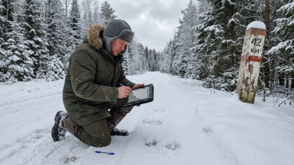 В Марий Эл насчитали почти 9 тысяч лосей по итогам зимнего учёта