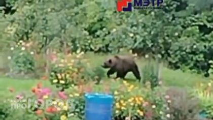 В марийских деревнях и лесах все чаще встречают медведей: "Увидели двух в 50 метрах от машины"