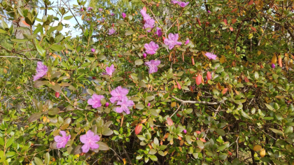 В ботсаду Йошкар-Олы повторно зацвел рододендрон Ледебура