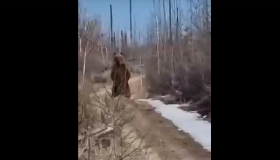 Медведица с медвежонком вышла на дорогу в марийском лесу 