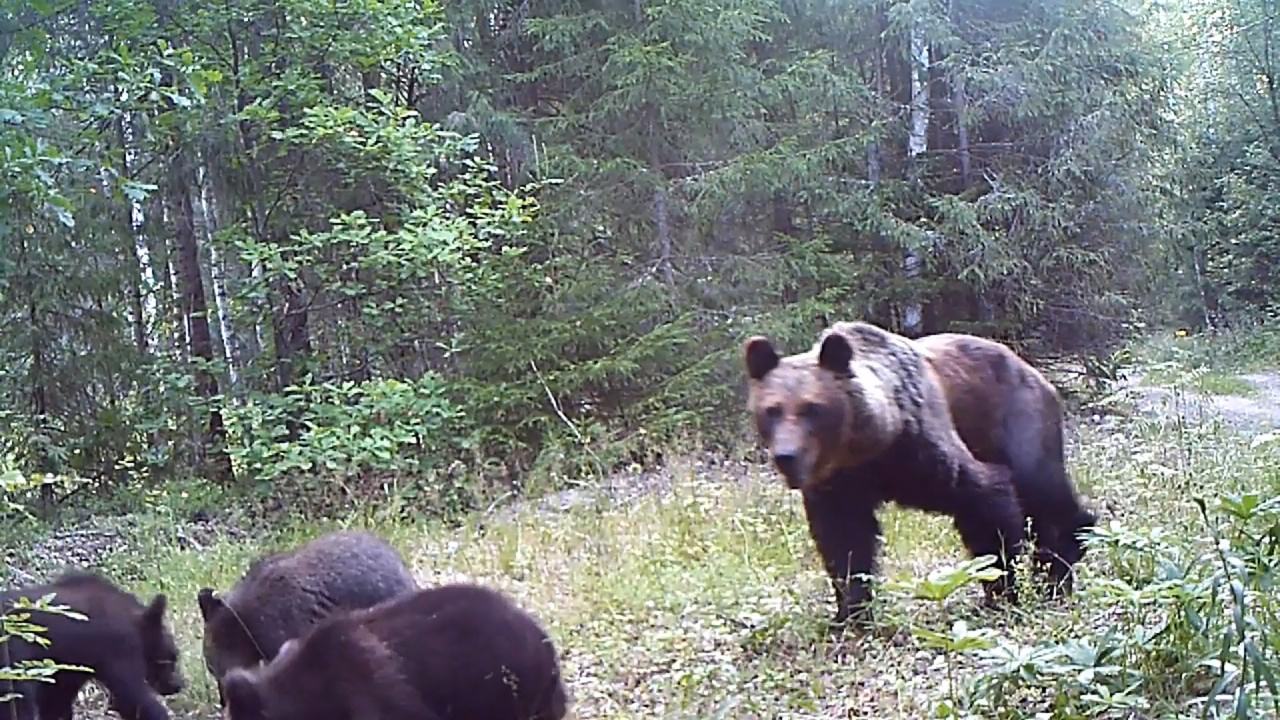 Сколько медведей обитает в заповеднике Большая Кокшага