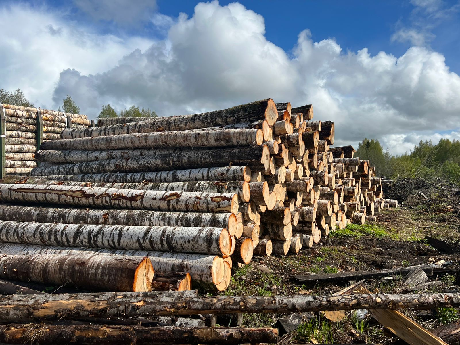 ФСБ остановила контрабанду леса из Марий Эл в Китай