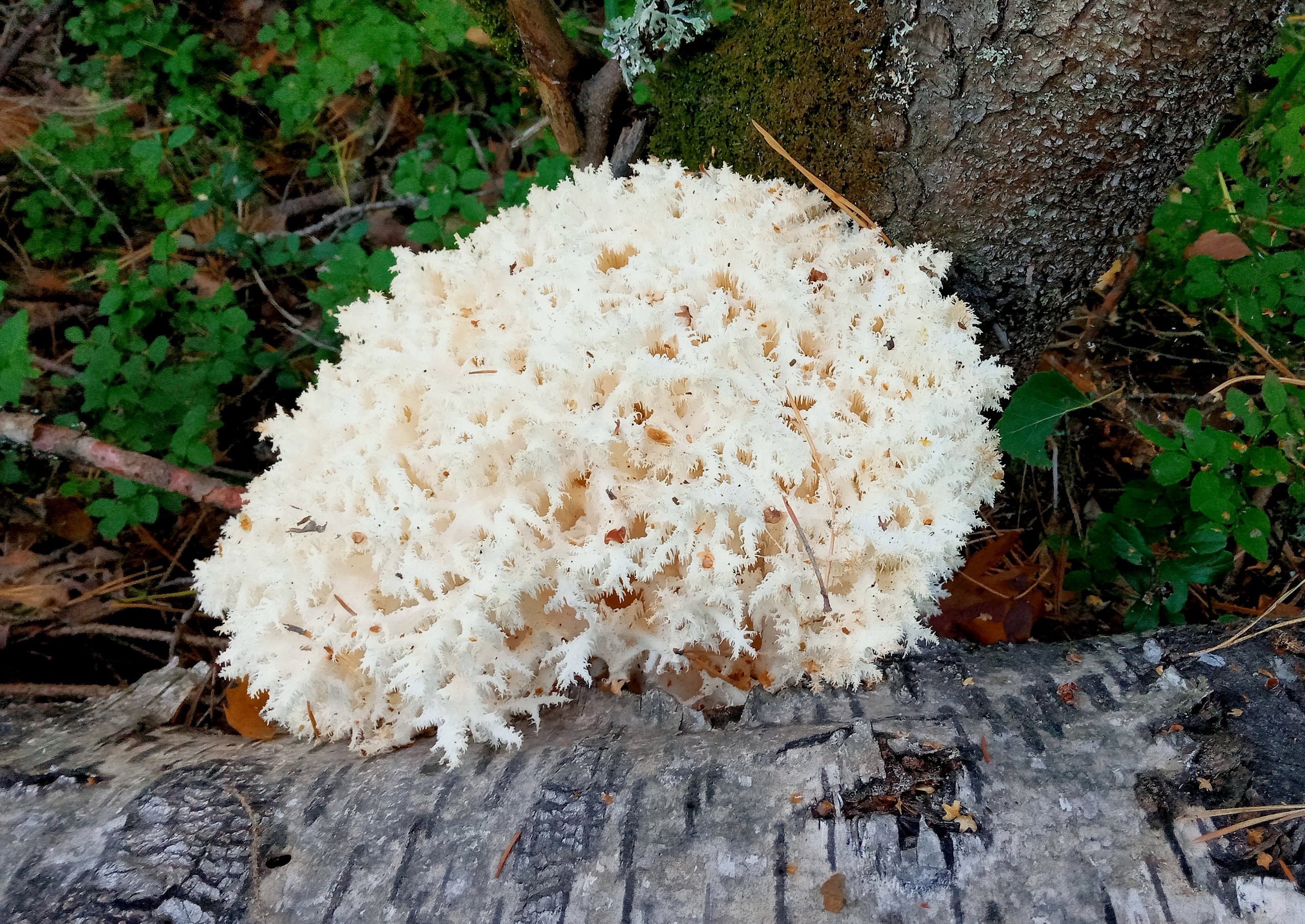 После дождей в лесах Марий Эл нашли краснокнижный гриб