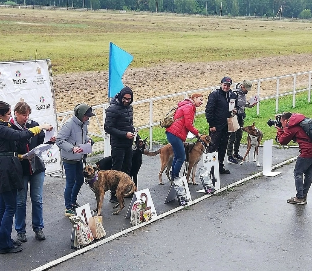 Среди 50 собак в Марий Эл выбрали самых быстрых и послушных: не помешал даже дождь