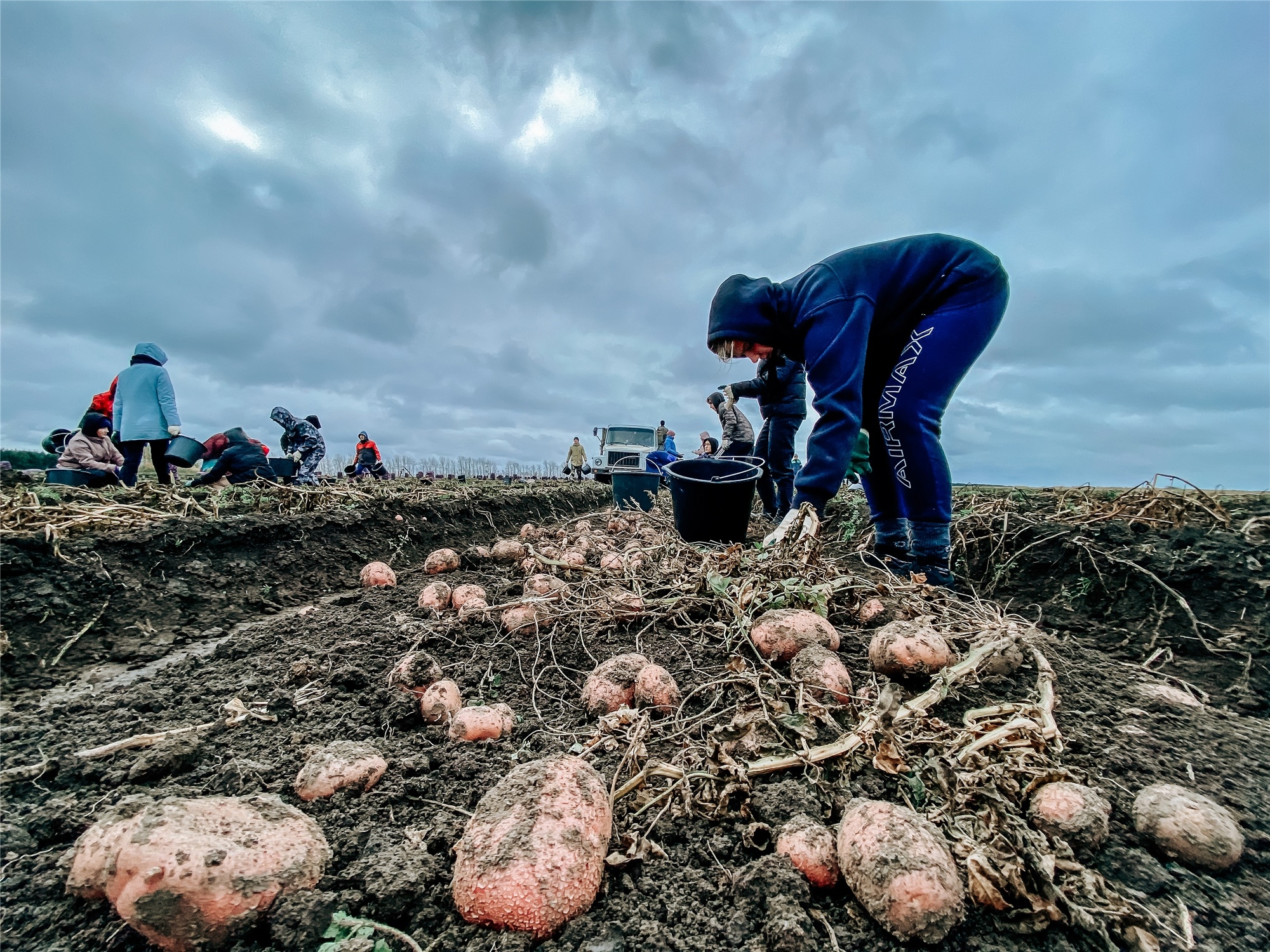 Жители Марий Эл больше всех едят картошку в Поволжье