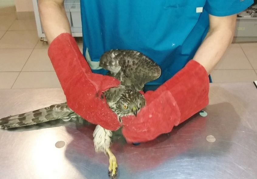 В Йошкар-Оле спасли птицу с сотрясением мозга