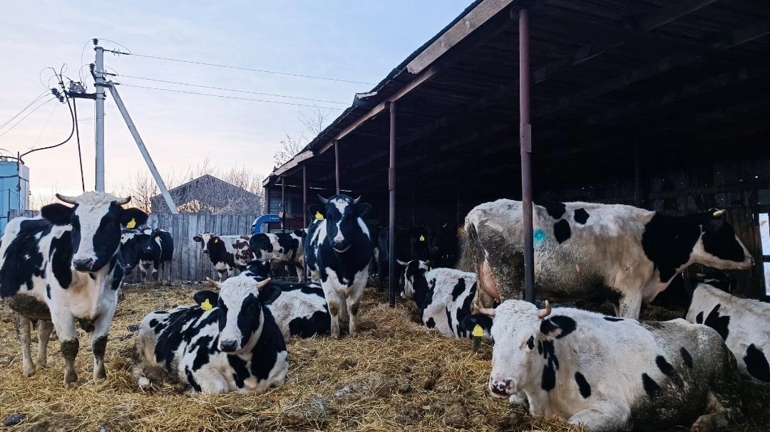 В сельскохозяйственных предприятиях Марий Эл живут почти 20 тысяч коров
