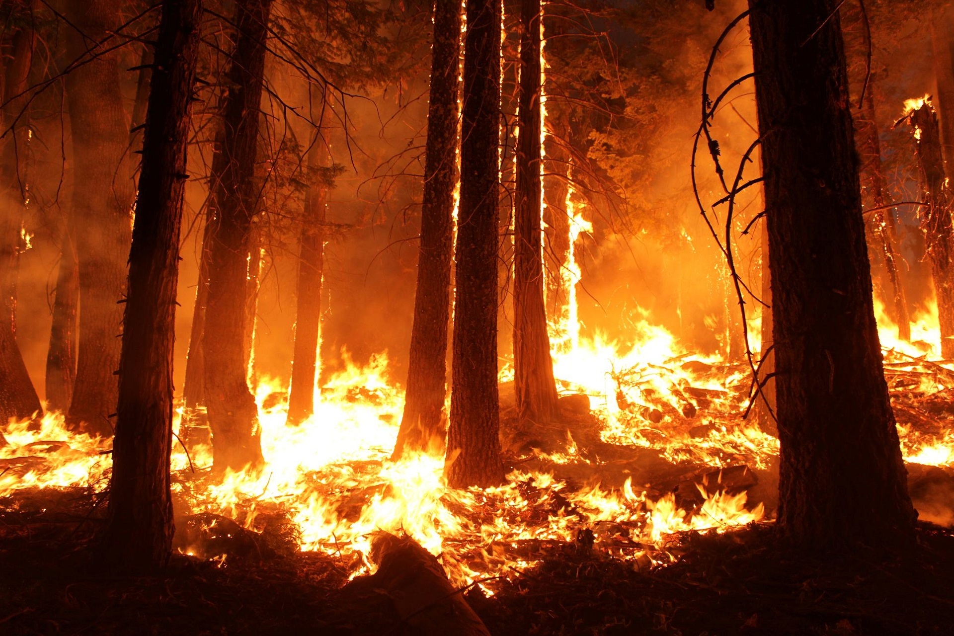 Поджог травы в Марий Эл стал причиной первого лесного пожара