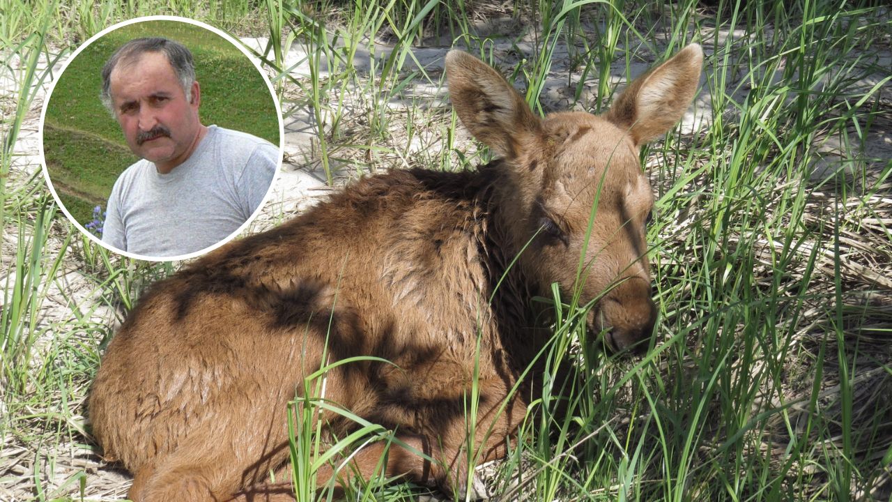 Эколог бьет тревогу из-за гибели лосей в Марий Эл: "Нельзя брать с собой в лес собак"