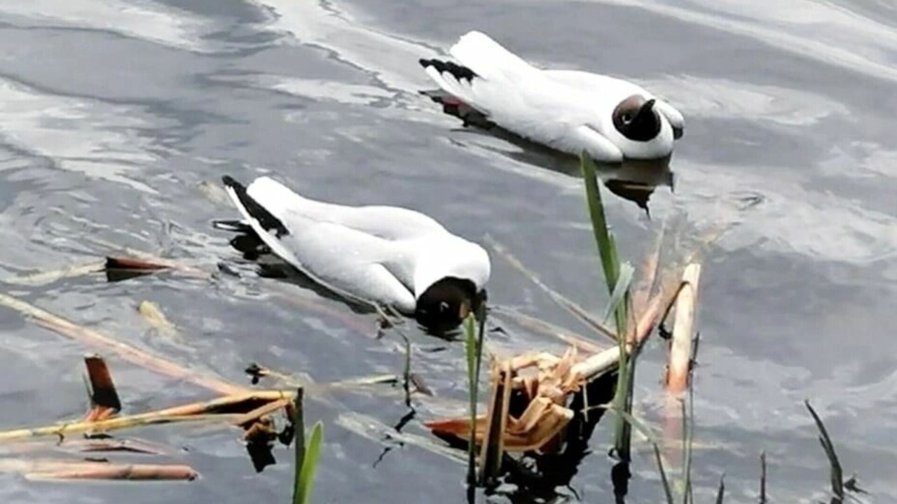 У погибших чаек у озера Чихайдарово подтвердили птичий грипп