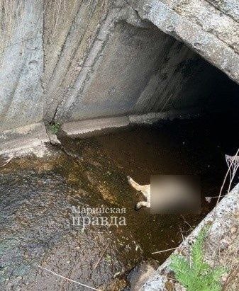 Прокуратура выяснит, откуда в шахте пруда марийской деревни появился труп убитой собаки