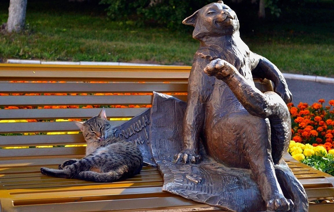Йошкар-Ола попала в список шести самых "кошачьих" городов страны