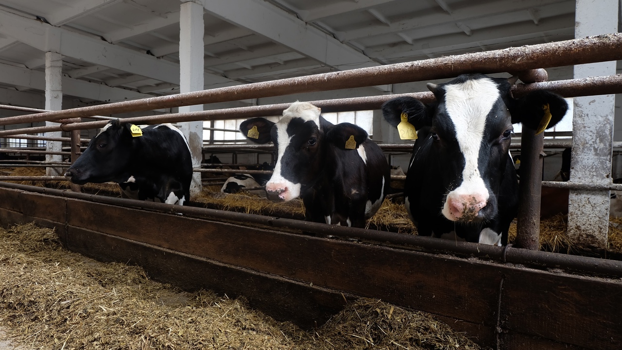 В Марий Эл борются с распространением лейкоза среди коров: установлен карантин в 27 личных хозяйства