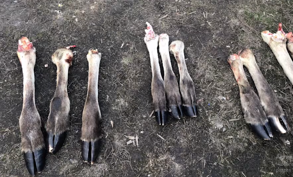 Три браконьера из Марий Эл убивали лосей в Кировской области