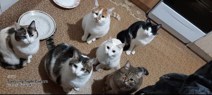 Йошкаролинка спасает кошек и селит их в отдельную квартиру: Некоторых находила без глаз и шерсти