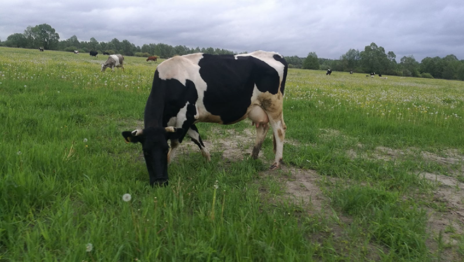 Житель Марий Эл продал в Чувашию 6 коров без ветпаспорта