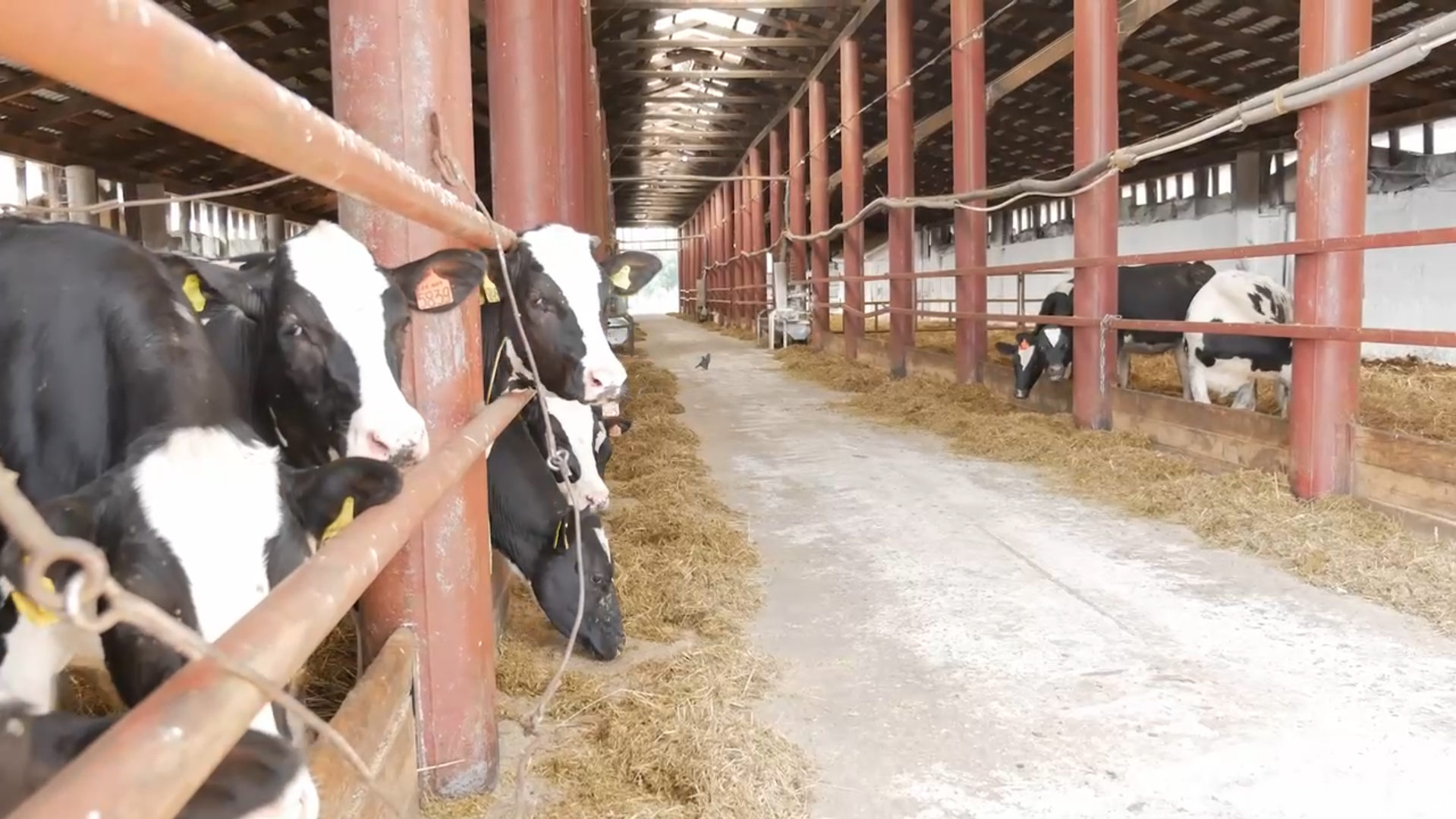 В Мари-Турекском районе появится ферма за 200 миллионов на 500 коров