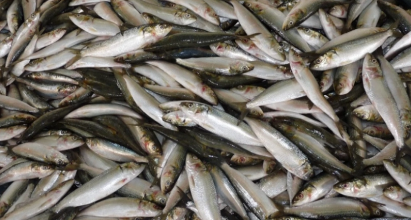 Определена питательная рыба: употребляйте дважды в неделю - изобилует селеном, фосфором и отличается превосходным вкусом