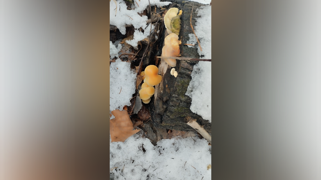 Йошкар-Ола: грибы и Милохин. Шоумен закрыл границу, а горожане собирают урожай