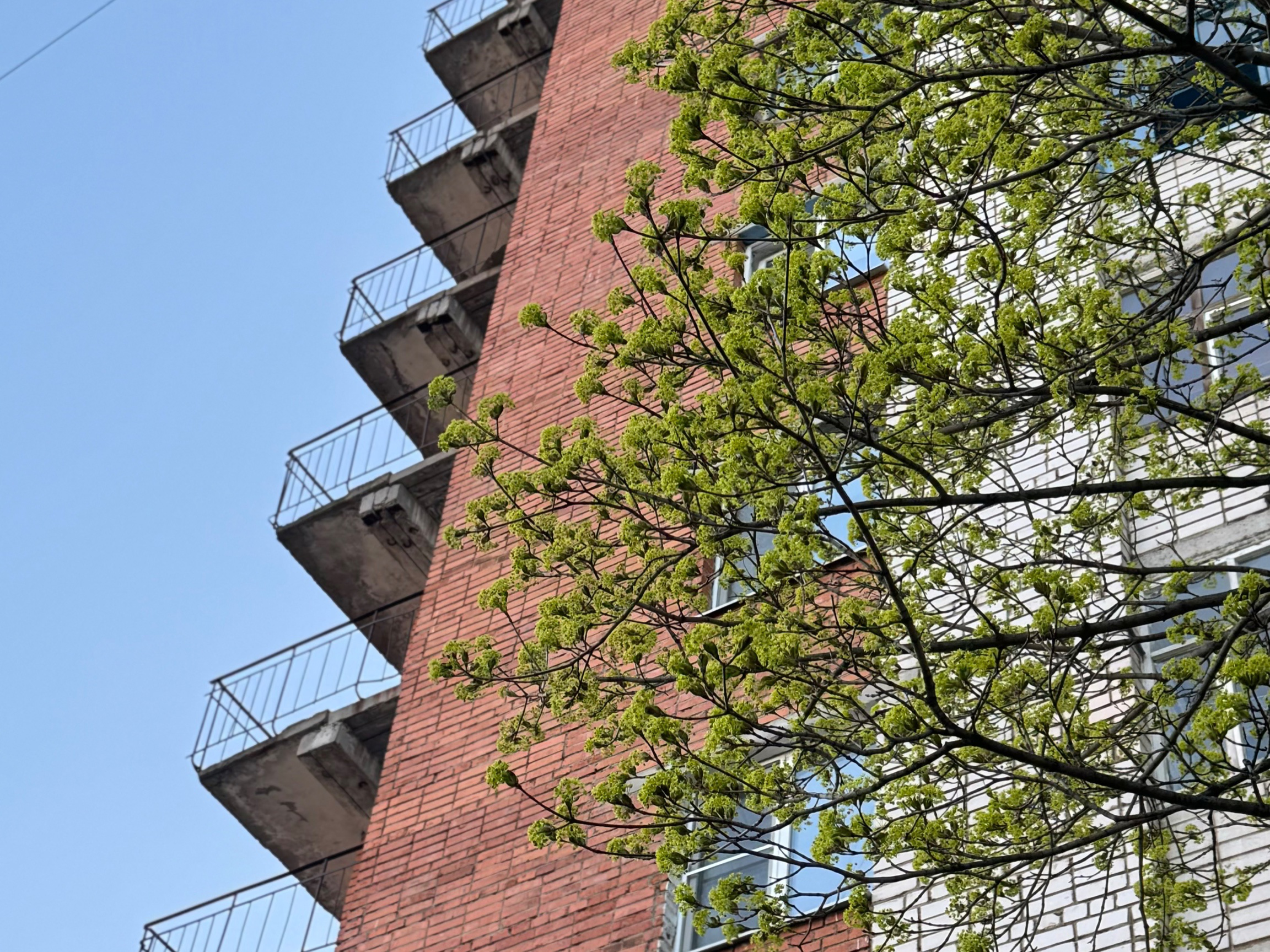 Опасные деревья возле дома: почему некоторые виды лучше удалить