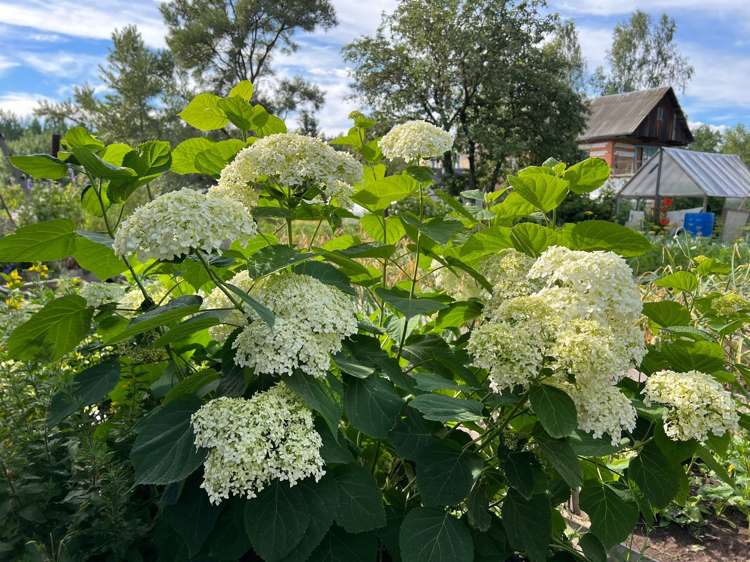 Зацветет пышным бушем: как вырастить роскошные шапки гортензии на участке