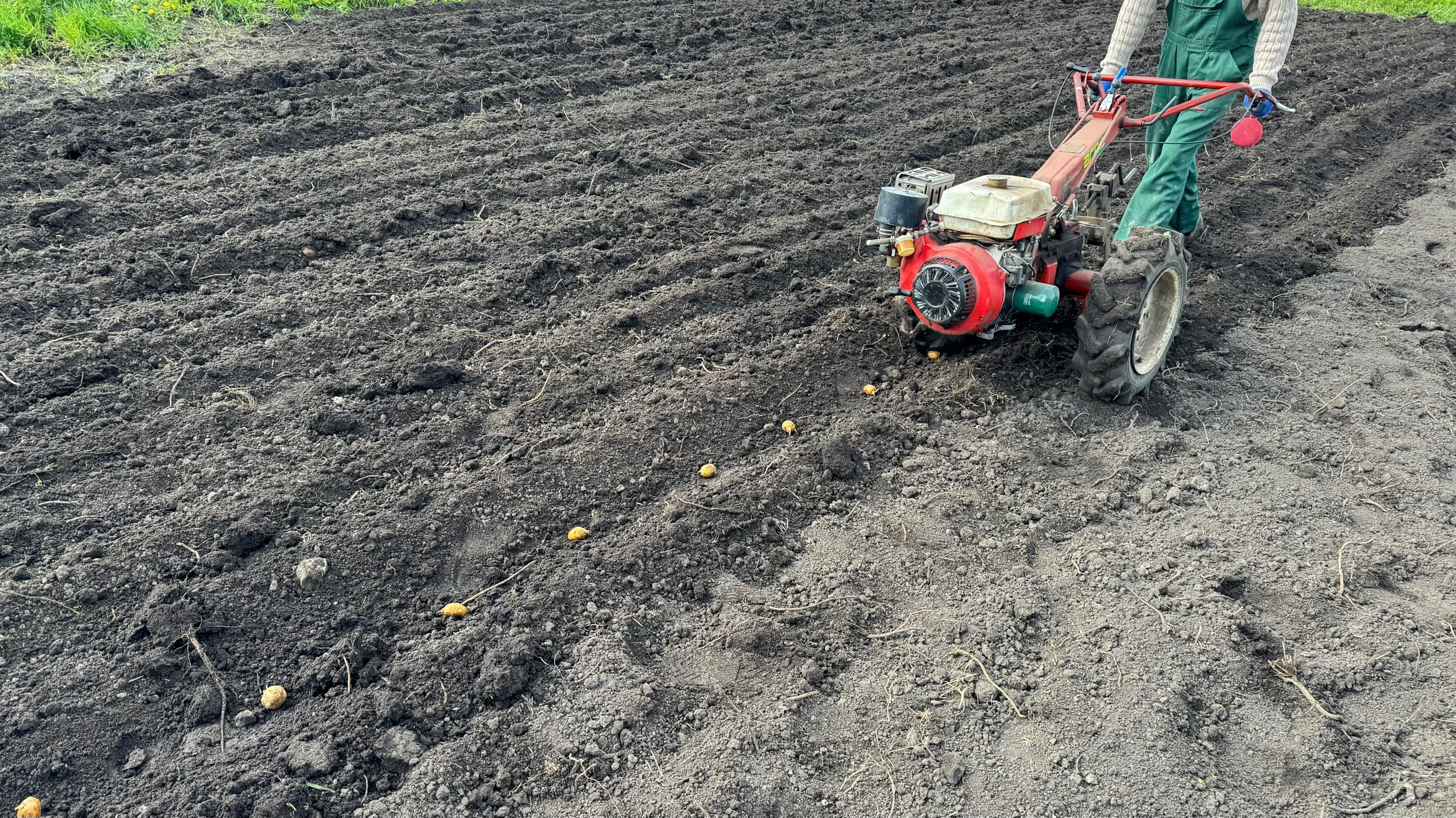 Садоводы удивлены: картофель размером с кулак благодаря одной добавке в лунку