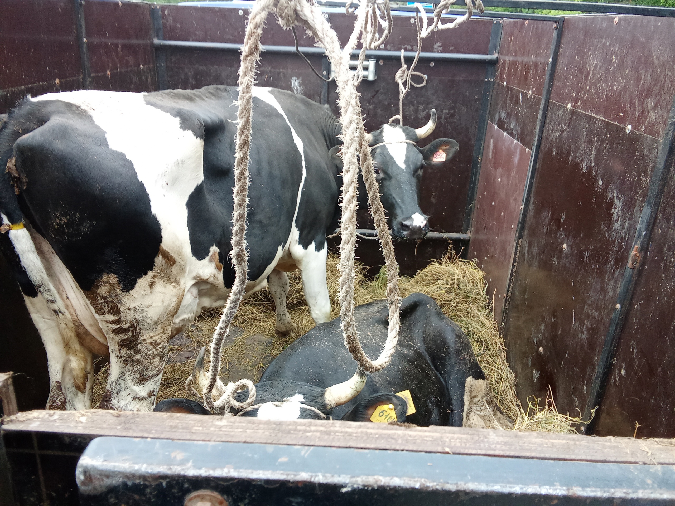 Две потенциально опасные коровы вместе с кормом остановили на трассе в Марий Эл